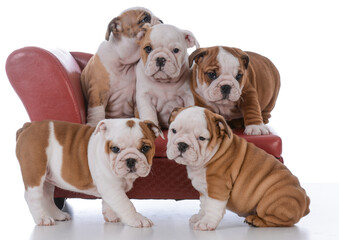 Obraz premium litter of bulldog puppies