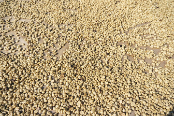 Coffee bean process