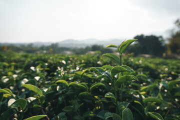 Beautiful fresh green tea plantation