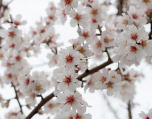 Flower on a tree