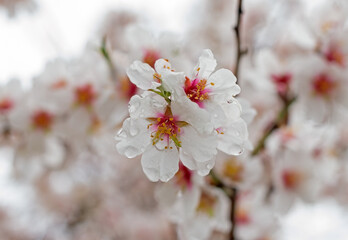 Flower on a tree