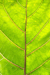 Fototapeta na wymiar Leaf Structure