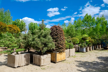 Pine and fir in pots and bonsai garden plants on tree farm.