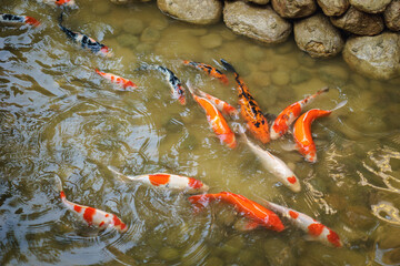 Japanese Koi Carp swimming in the shallow water pond