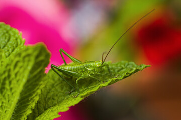 Green grasshopper on a leaf