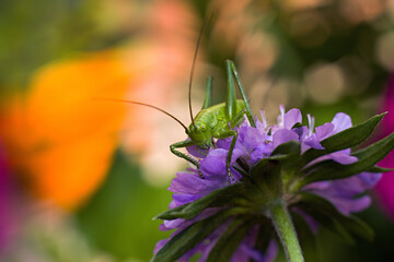 Green grasshopper on a purple flower