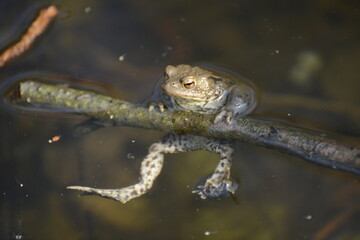 Sonnenbadener Frosch