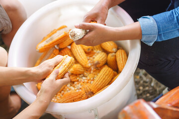 Worker Woman's hands holding a corn cob and separating the grains