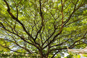 Natural under big green branch tree.