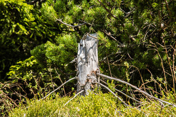 Nature scene. Old stump tree in mountain.