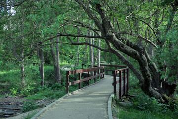 Puente de madera en el bosque