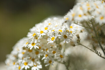 flora of Gran Canaria -  Tanacetum ptarmiciflorum