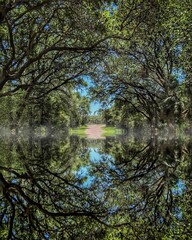 Trees reflecting off a pond 