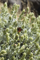 flora of Gran Canaria - Sideritis dasygnaphala