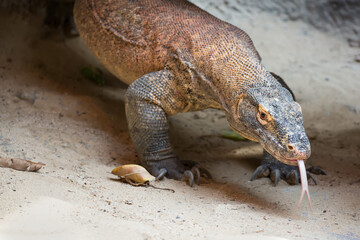 The Komodo dragon Varanus komodoensis with a tongue. Species of lizard found in the Indonesian islands