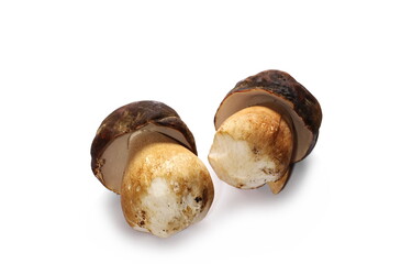 Boletus mushroom (Boletus edulis), isolated on white background