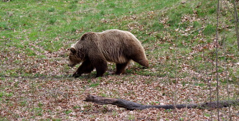 Niedźwiedź brunatny na spacerze