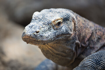 The Komodo dragon Varanus komodoensis close up portrait. Species of lizard found in the Indonesian islands