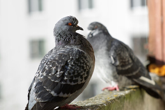 Two pigeons outdoors .Urban doves. Selective focus