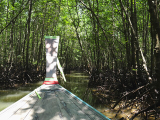 Water way in the mangrove forest