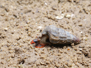 The snail on the asian beach