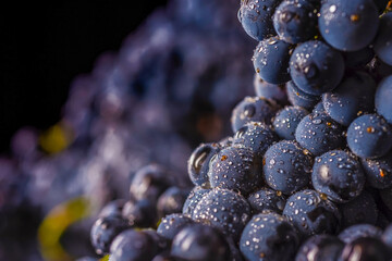 grape vines isolated , water drops ,macro shot , black background , ideal grapes bunch , closeup