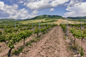 Fototapeta na wymiar Vineyards in the highlands