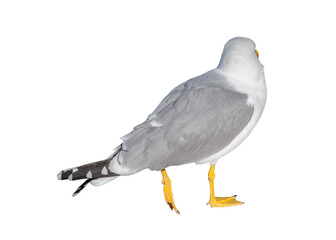 Marine gull isolated on white