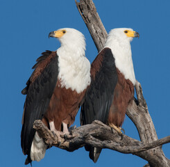 FISH EAGLE BROTHERS
