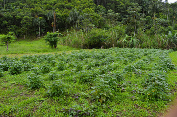 small plantation bean in farm