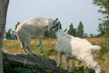 Obraz premium Two Young Goats