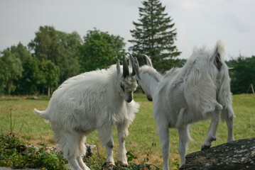 Obraz premium Two Young Goats