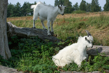 Obraz premium Two Young Goats