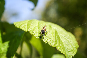 fly on leaf