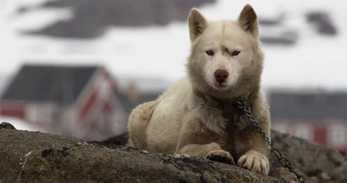 wild sled dogs in the lonely village Kulusuk, Greenland