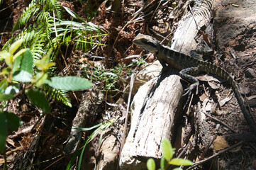 Blue Mountains, New South Wales, Australien
