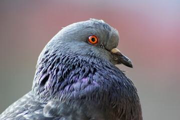 Closeup of beautiful pigeon head and neck. Urban dove. Selective focus.