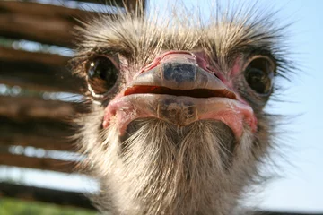 Deurstickers ostrich bird head © Uldis