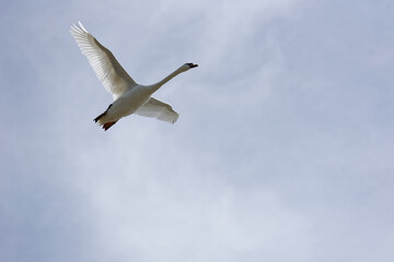 cygne en vol