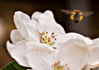 Fototapeta na wymiar Biene von Apfelblüte
