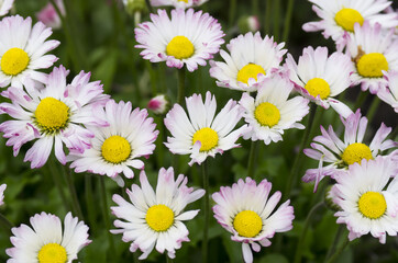 Obraz premium Flowering daisies in the field, Pyrethrum
