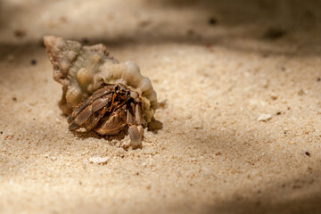 Einsiedlerkrebs am Strand, Malediven