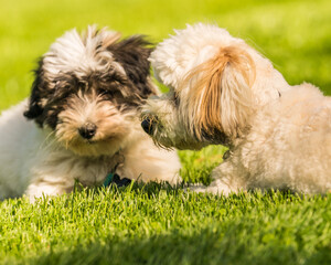 Naklejka na ściany i meble Older Coton de Tulear dog and puppy playing and lying together in the grass