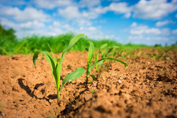 Corn germ in a field in a row