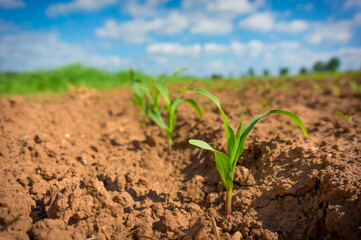 Corn germ in a field in a row