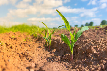 Corn germ in a field in a row