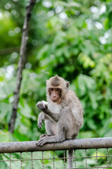 Young monkey sit at metal wall