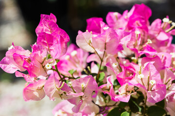 Pink and white bougainvillea 