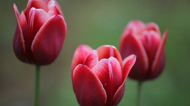 Three beautiful spring flowers on a blurred background