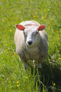 Domestic sheep. Vernayaz, Martigny, Switzerland